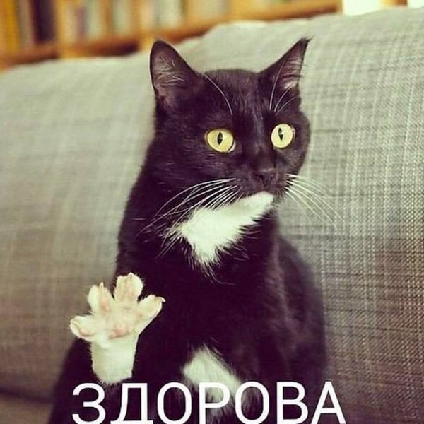 Кот здарова