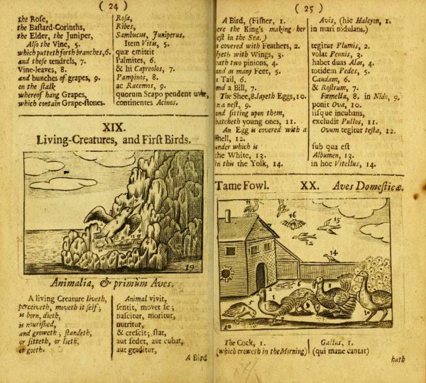 Orbis Sensualium pictus