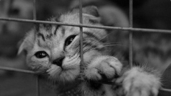Котик в клетке