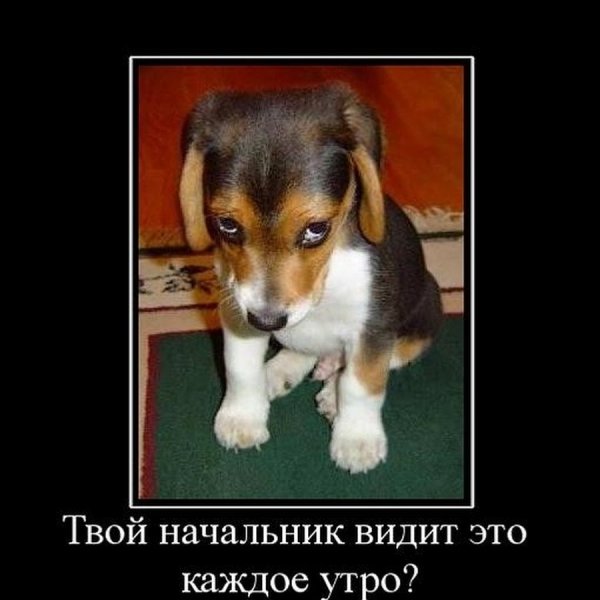 Собака обижака