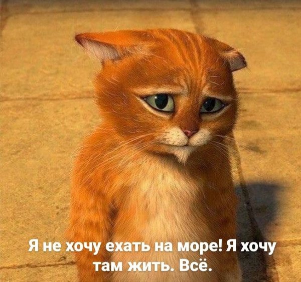 Это из-за тебя я такой жирный кот