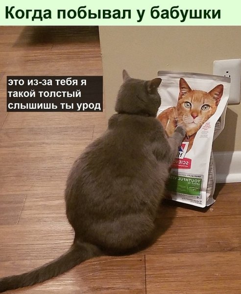Смешные истории про животных