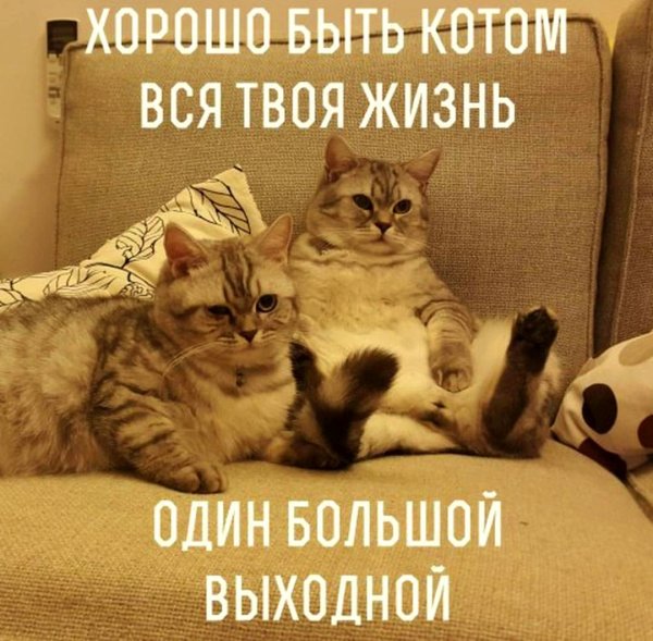 Приколы про выходные