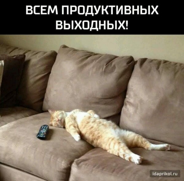 Кот развалился на диване