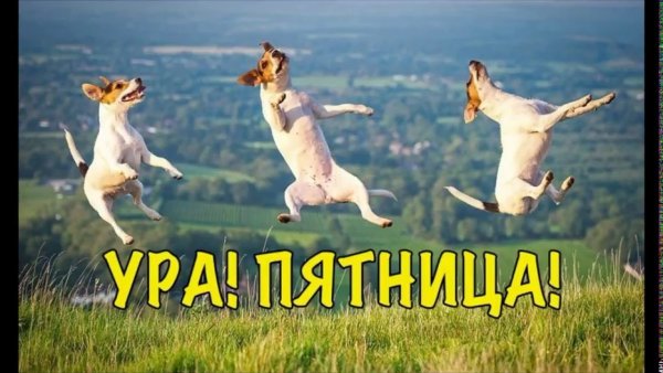 Джек Рассел терьер прыгает