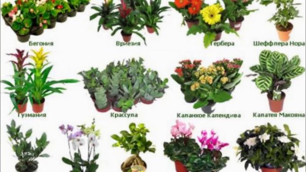Добро пожаловать в цветах