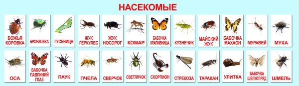 Карточки для детей. Насекомые