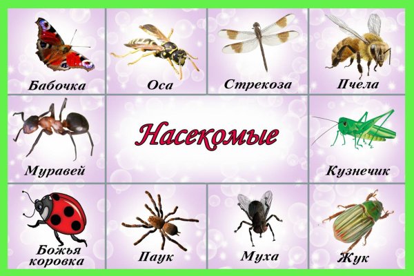 Животные группы насекомых