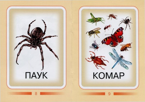 Насекомые для детей с называнием