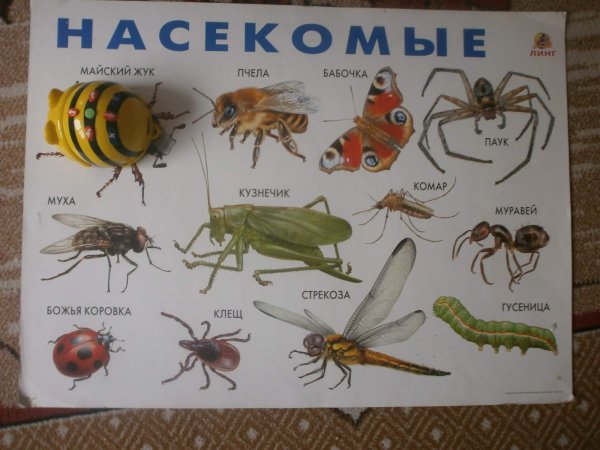 Азбука растений и цветов
