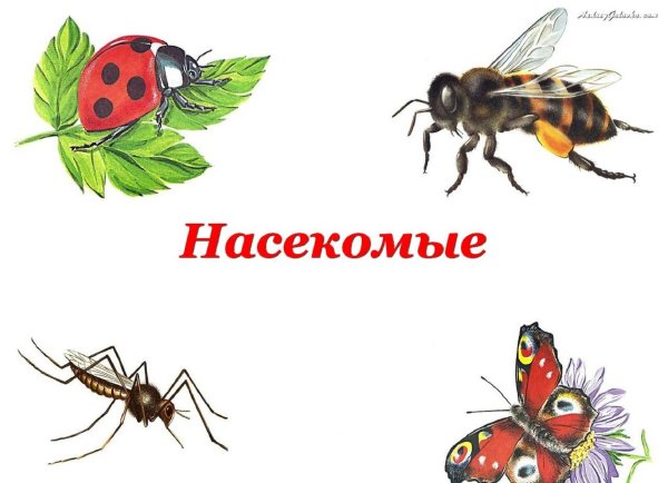 Насекомыкедидактические игры