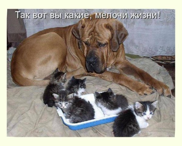 Приколы с животными с надписями