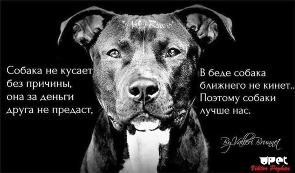 Собака не предаст цитаты