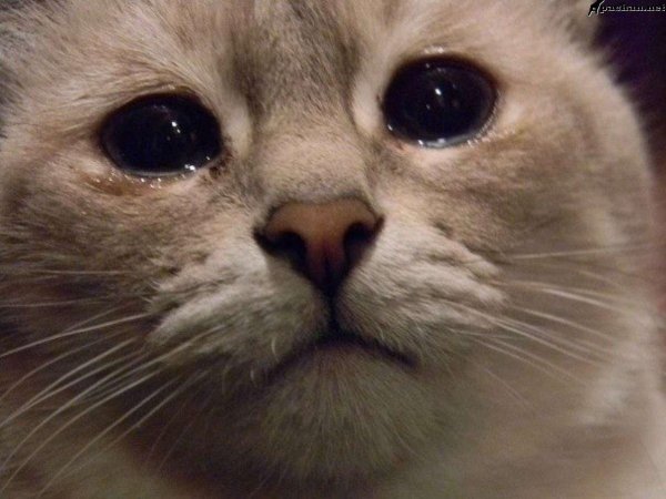 Плачущий кот