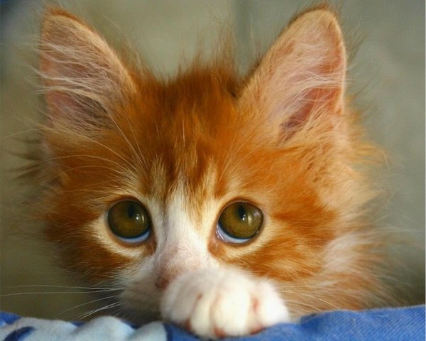 С днем рождения белый котик