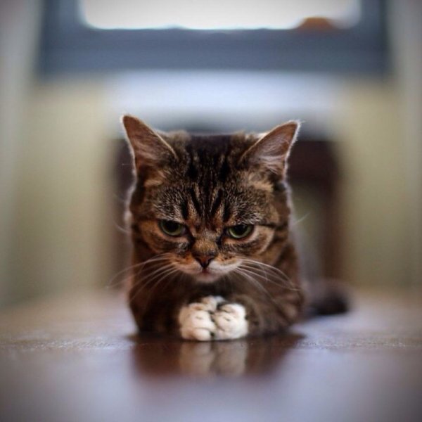 Котик молится