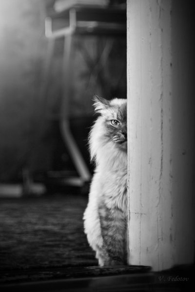 В мире грустит один котик