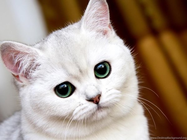 Кот грустит