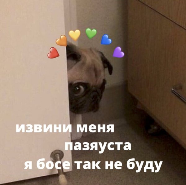 Котята с надписями