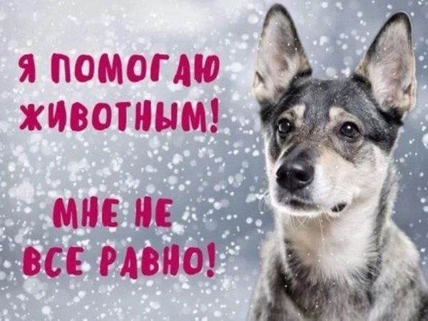 Помочь приютам для животных
