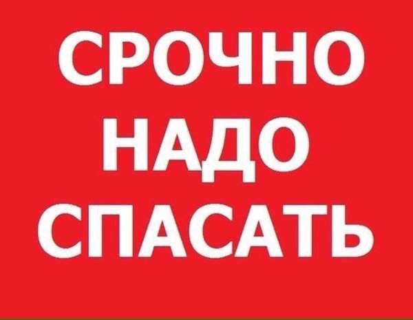 Помогите спасти котят