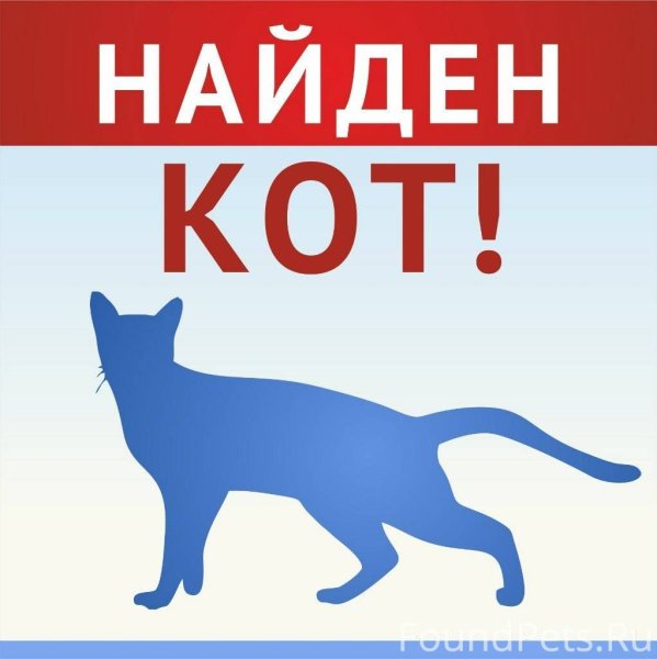 Пропал кот