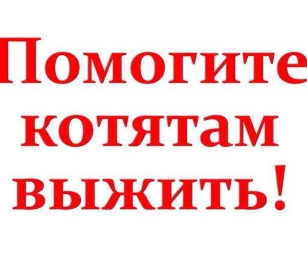 Помогите котятам выжить