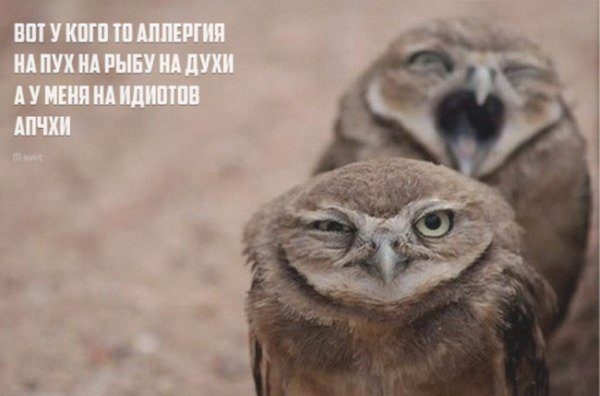 Сова дебил