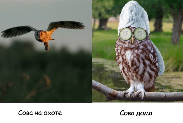 Сова прикол