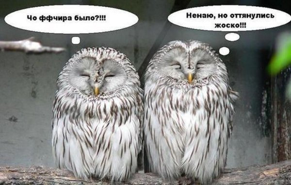 Сова прикол