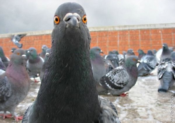 Удивленный голубь