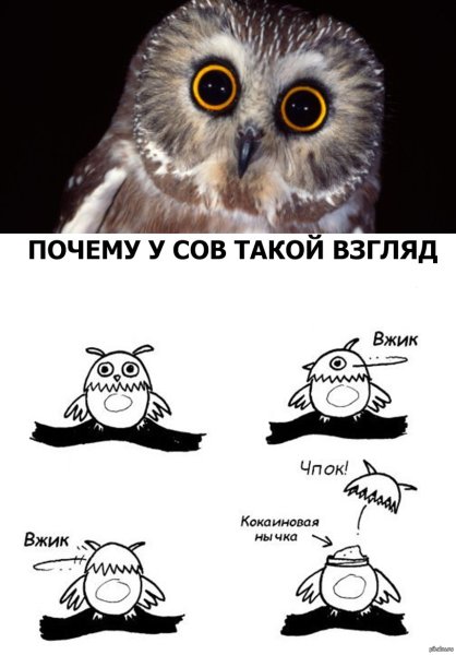 Шутки про сову