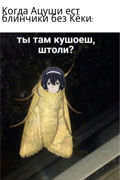 Паникеры моль