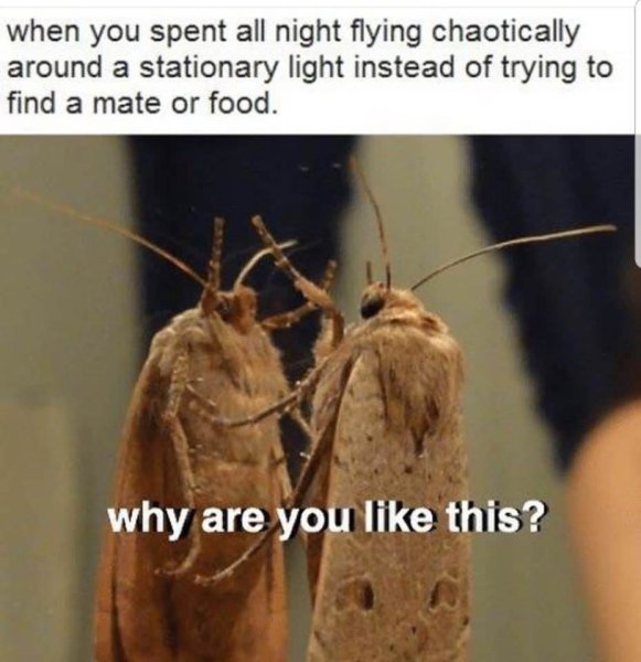 Мемы про моль
