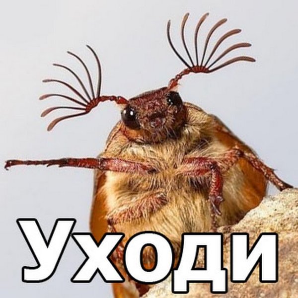 Мемы с жуками