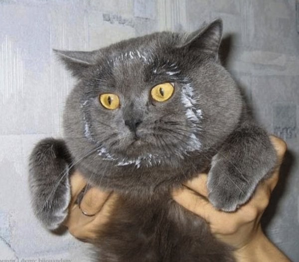 Кот морда в сметане