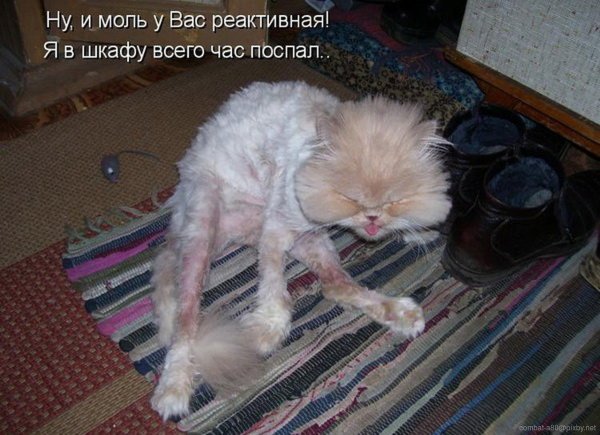 Приколы про котов с надписями до слёз