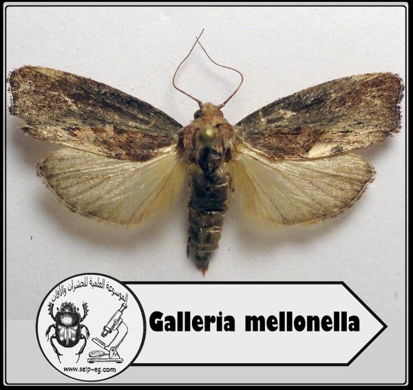 Восковая огневка Galleria mellonella