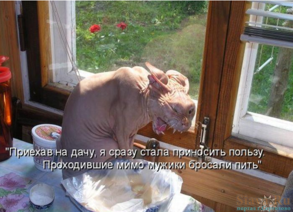 Я приехал картинки смешные