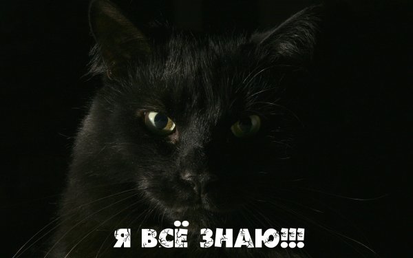 Статусы юмор