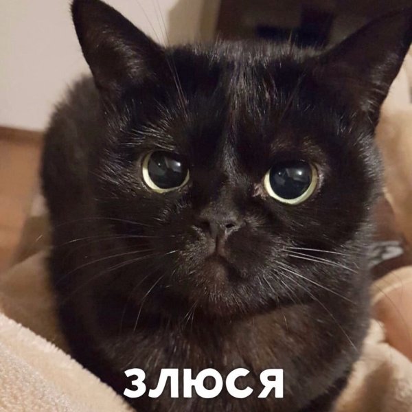 Пушистый Пидрила