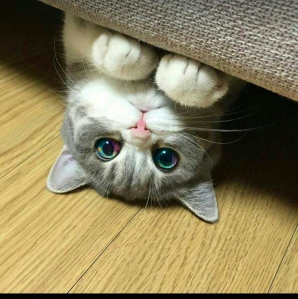 Мимимишные котики