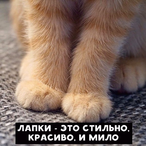 Лапка к лапке