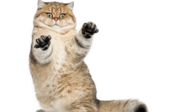 Смешные котики на белом фоне