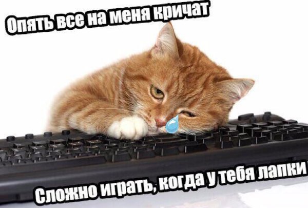 Кот за клавиатурой