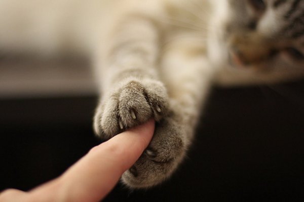 Кот тянет лапу