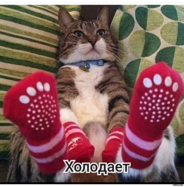 Носочки для котят