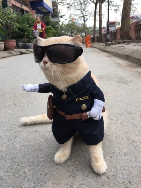 Котик в полицейской форме