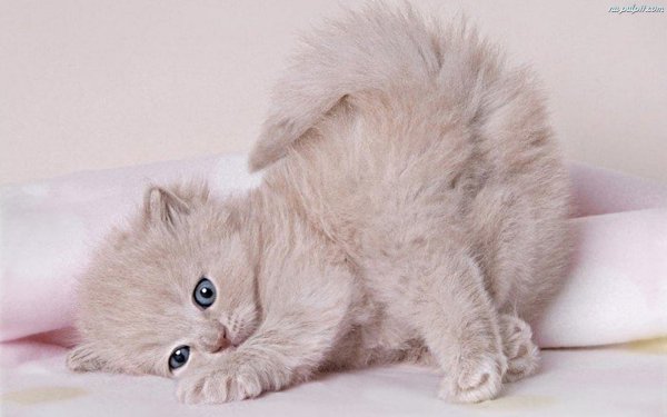 Пушистый котенок нежность