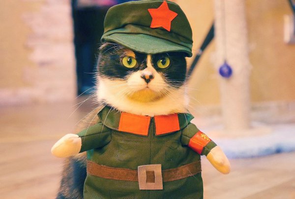 Котик в форме